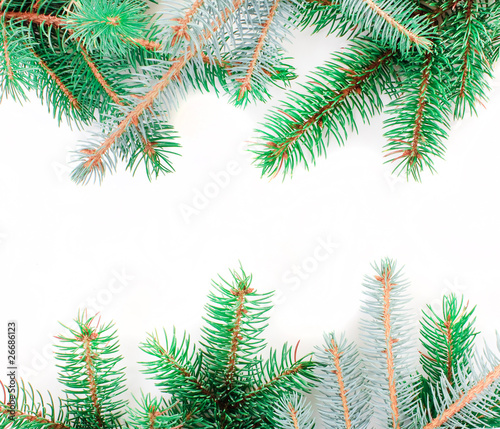 fir tree branches