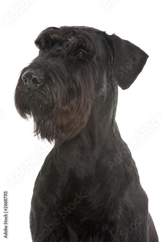 Riesenschnauzer photo