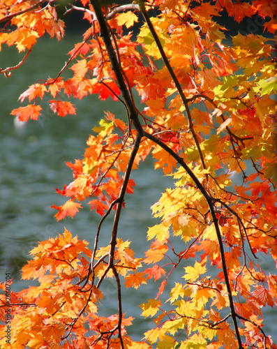 Herbst: bunte Ahornblätter im Sonnenlicht am Wasser