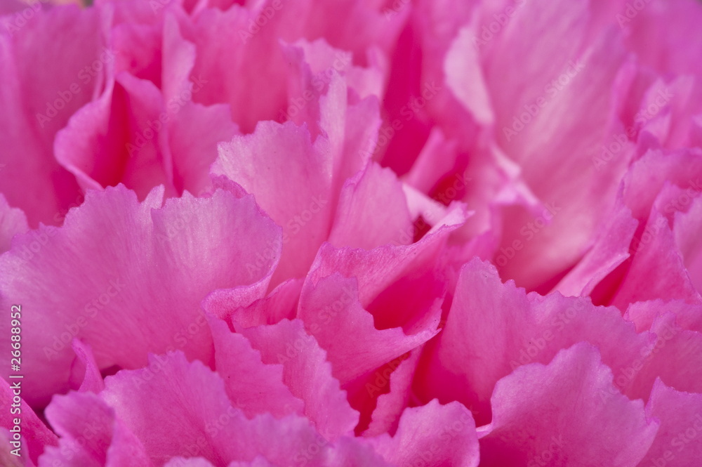 Carnation