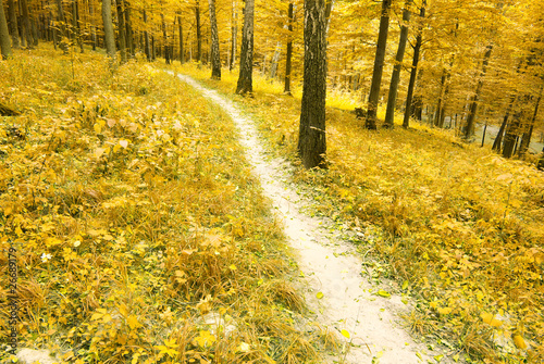 autumn forest