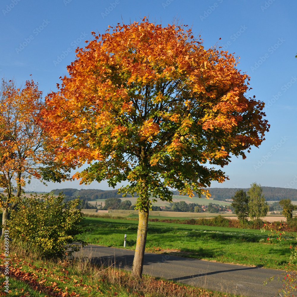 Naklejka premium Herbstbaum