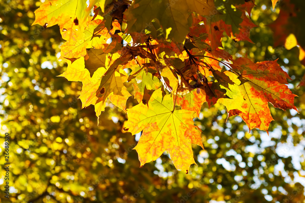 autumn leaves autumn leaves