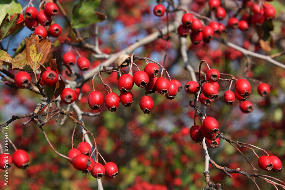 Hawthorn Hawthorn