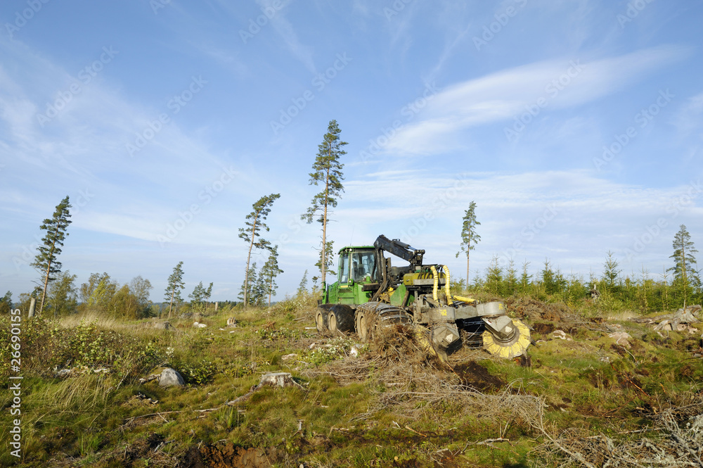 Fototapeta premium forest clearing landscape