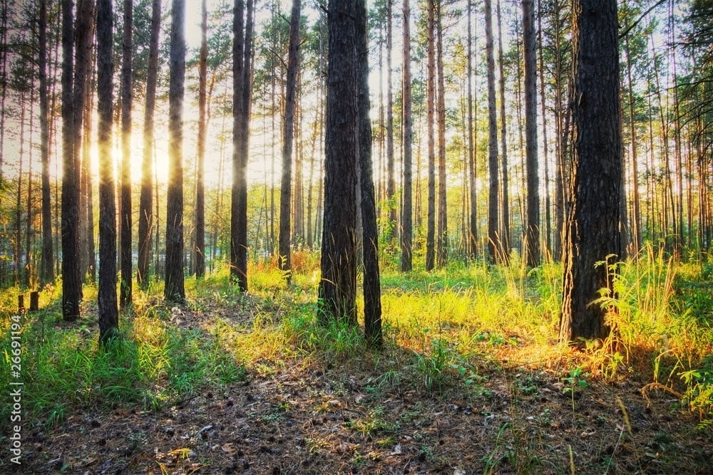 Fototapeta premium in the woods
