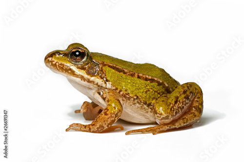 small green frog in profile on a white background