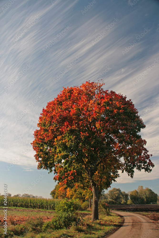 Naklejka premium Laubbaum im Herbst