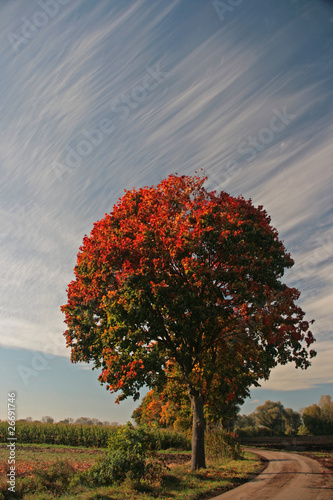 Laubbaum im Herbst