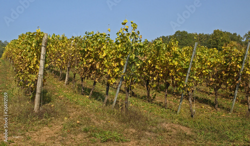 VIGNES EN AUTOMNE