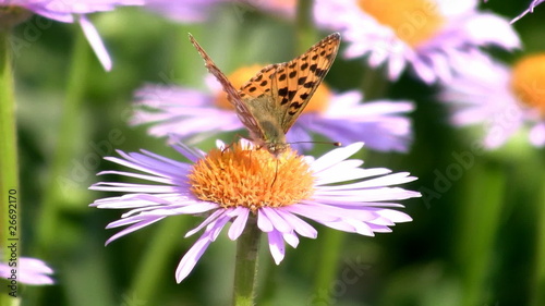 Butterfly to drink nectar with flower