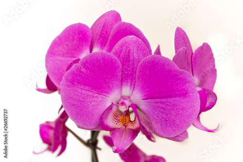 pink orchid © kubais
