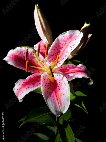 lily flower