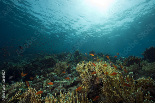 underwater scenery at Yolanda reef