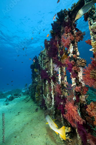 cargo of the Yolanda wreck photo