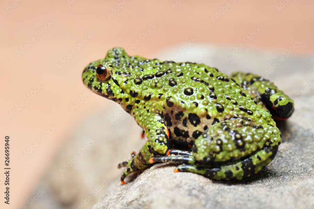 Obraz premium Chinesische Rotbauchunke