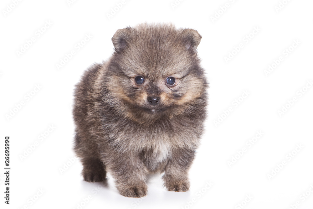 Fototapeta premium Spitz puppy isolated on white