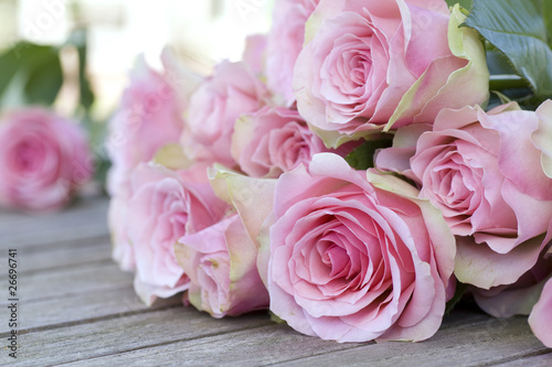 Beautiful pink roses © gudrun