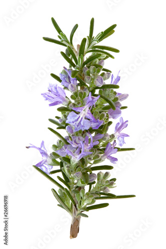 Fototapeta Naklejka Na Ścianę i Meble -  Rosemary Herb Flowers