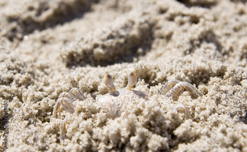closeup of a crab hiding inside a sandy beach
