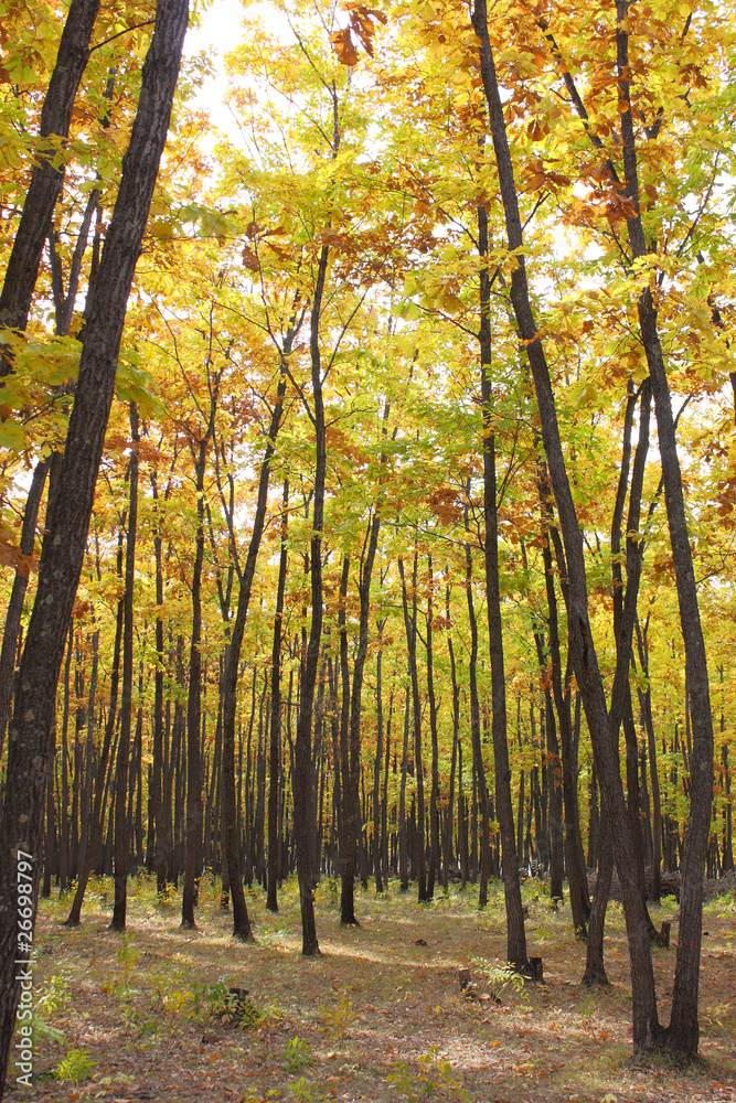 Obraz premium Beautiful autumn time