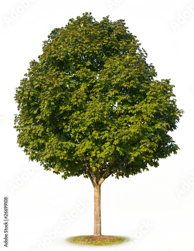 Maple Tree Isolated