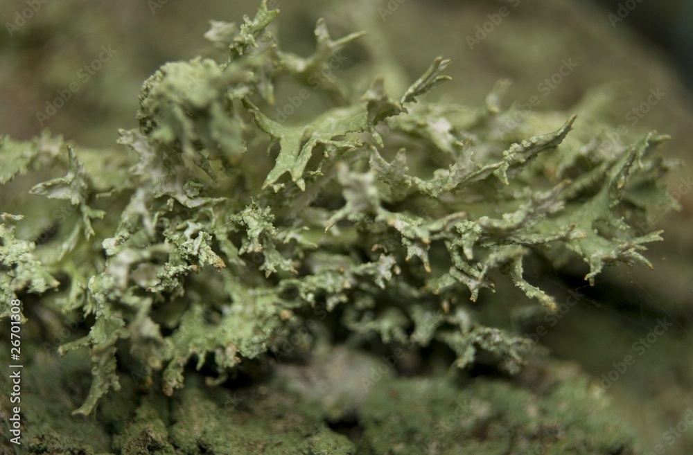 Mąkla tarniowa Evernia prunastri