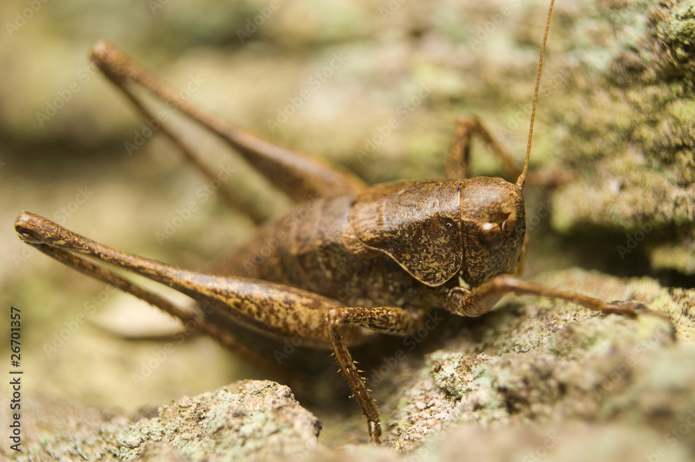 Podkrzewin szary Pholidoptera griseoaptera Podkrzewin szary Pholidoptera griseoaptera