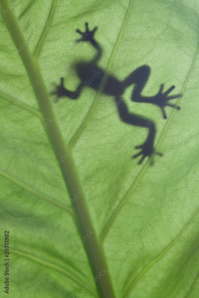 Fototapeta premium a frog stay on leaf in backlight condition