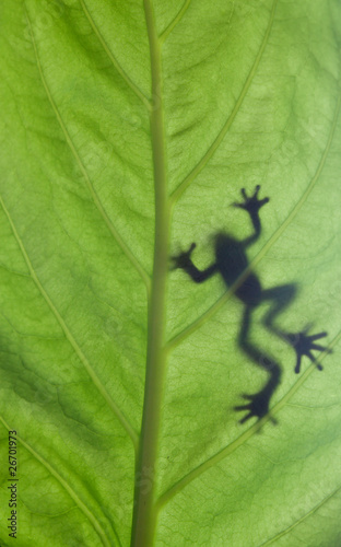 a frog stay on leaf in backlight condition