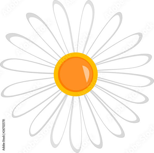 flower camomile on the white background