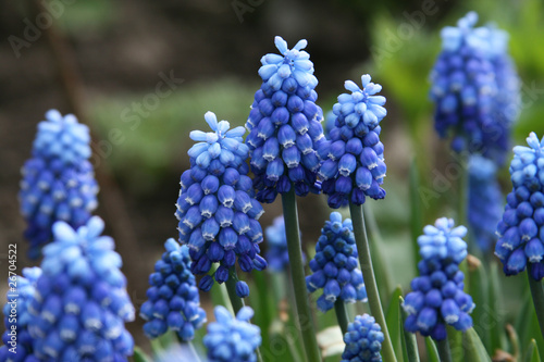 Mouse hyacinth
