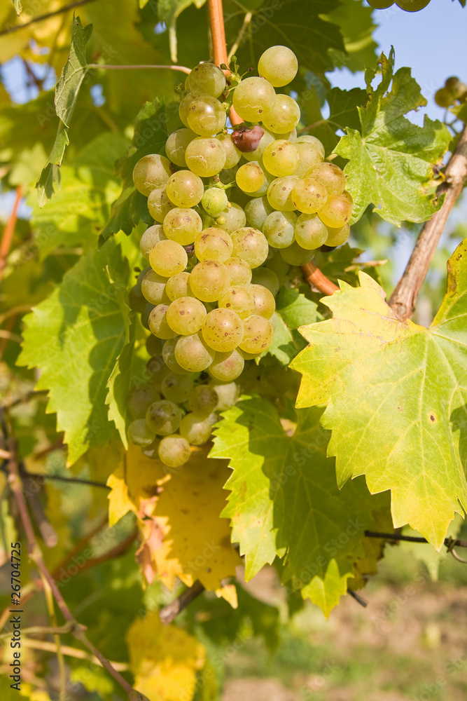 bunch of ripe grapes on grapevine right before harvest bunch of ripe grapes on grapevine right before harvest