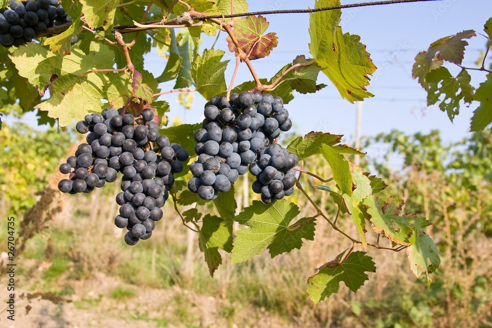 custom made wallpaper toronto digitalbunch of ripe grapes on grapevine right before harvest