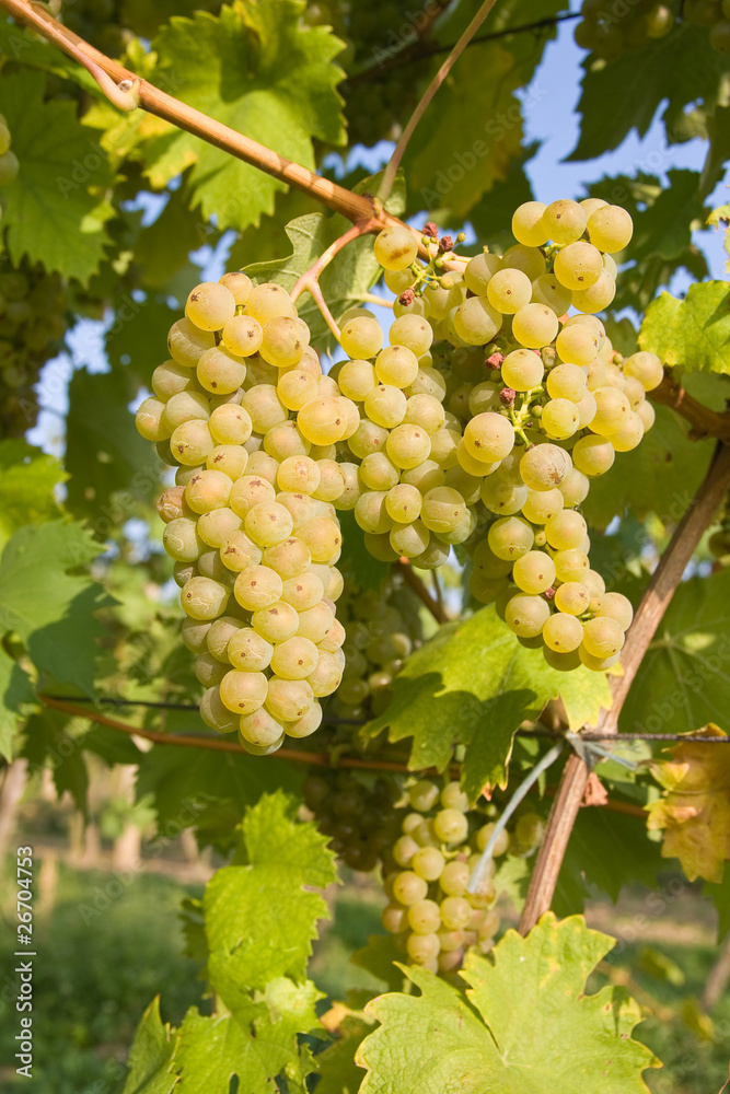 bunch of ripe grapes on grapevine right before harvest bunch of ripe grapes on grapevine right before harvest