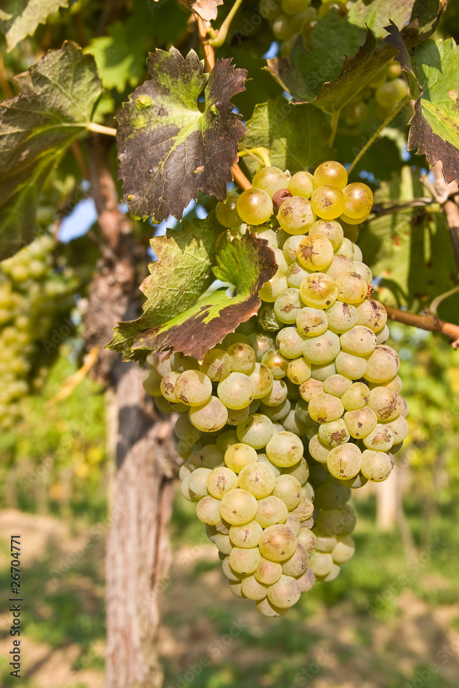 bunch of ripe grapes on grapevine right before harvest bunch of ripe grapes on grapevine right before harvest