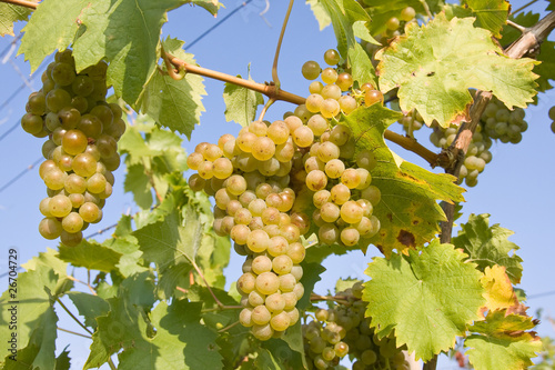 Wallpaper Mural bunch of ripe grapes on grapevine right before harvest Torontodigital.ca