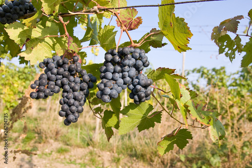 bunch of ripe grapes on grapevine right before harvest