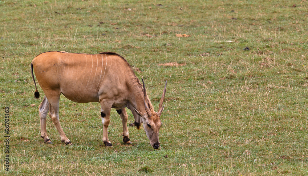 Eland, taurotragus oryx Eland, taurotragus oryx