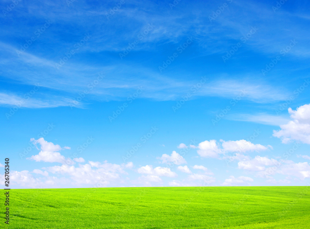 meadow meadow