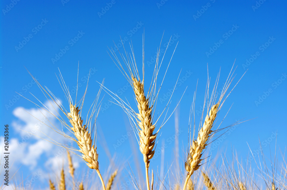 golden wheat golden wheat