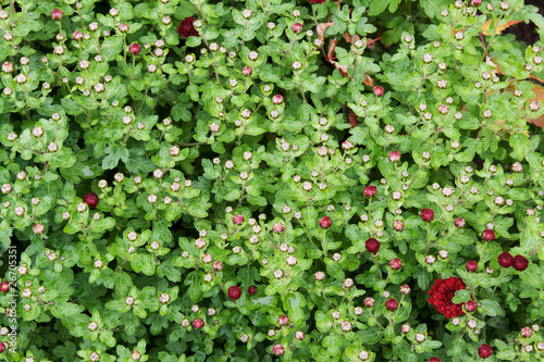 Green herb with dewdrop