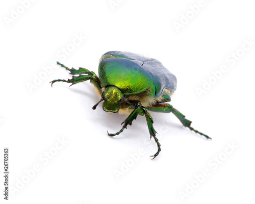 Green Beetle © Alekss