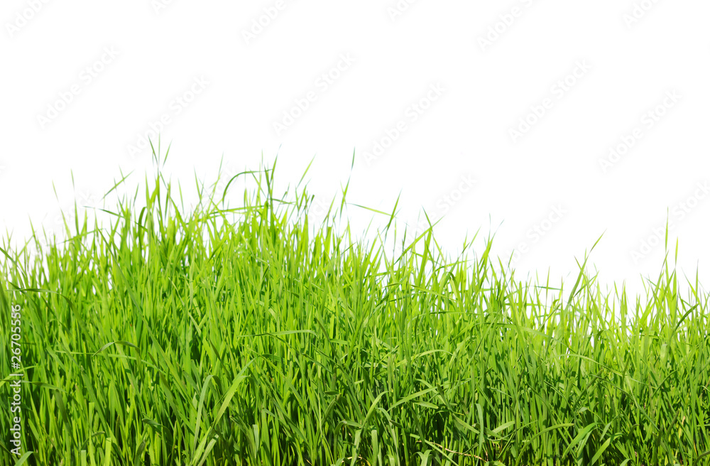 Fototapeta premium Zielona trawa