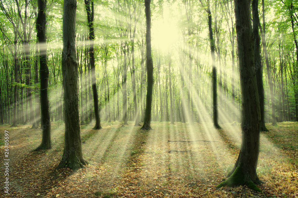 Naklejka premium sunlight