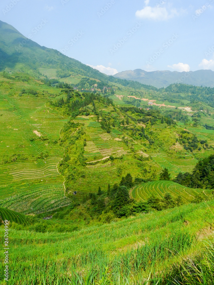 Fototapeta premium Rizières