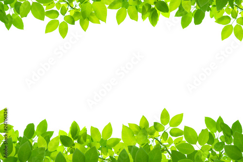green leaves on white background