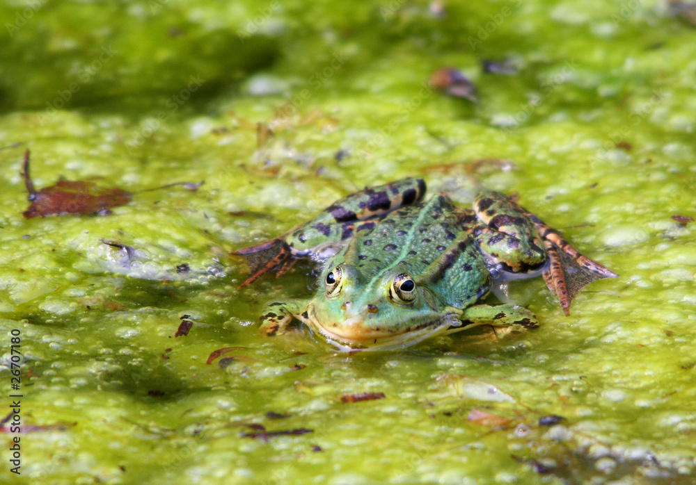 Teichfrosch - Pelophylax esculentus oder Rana esculenta Teichfrosch - Pelophylax esculentus oder Rana esculenta
