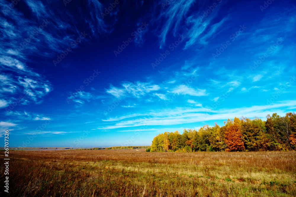 Fototapeta premium meadow sky and trees