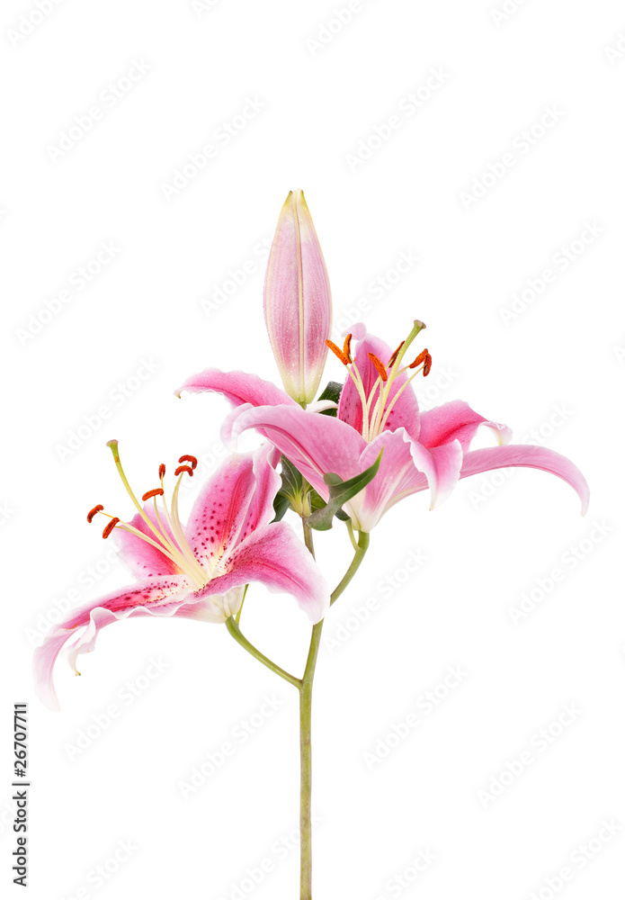 Obraz premium Lilienblüte auf weiss